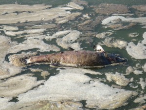 Toter Fisch in eutrophiertem Wasser