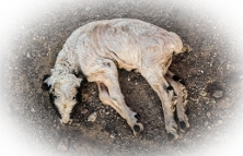 Wenige Stunden nach seiner Geburt gestorben: Ein Ziegenkalb in der Mongolei, wo Uran mittels Fracking abgebaut wird.