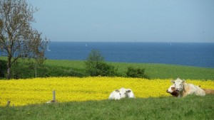 Landschaftsaufnahme vom Schwedeneck mit Kühen